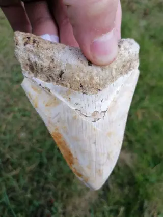 White Tooth Megalodon Fantastisch &amp; Zeldzaam!! - Tand -