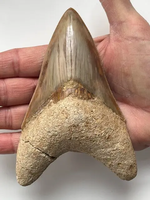 Enorme Megalodon-tand, - 13,2 cm (5,20 inch) - Carcharocles