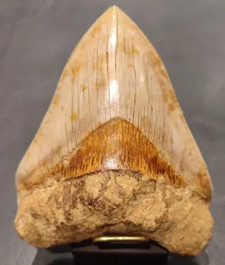 Megalodon - Tand - Carcharocles Mégalodon - 3×9.8×12.6 cm