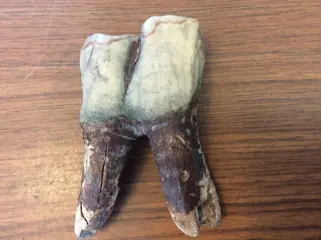 Wolharige neushoorn - Tand - Coelodonta antiquitatis -