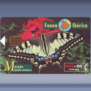 Vlinder (1999)