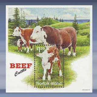 Beef Catlle (1997)