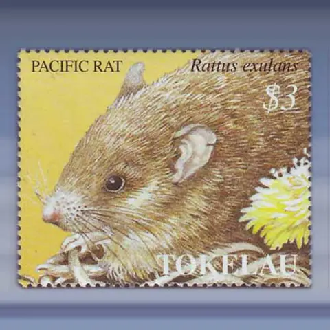 Jaar v/d rat (1996)