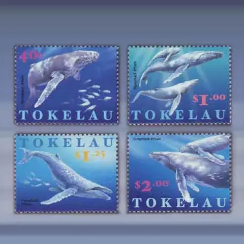 Bultrug walvis (1997)