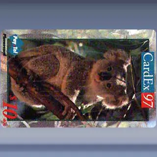 Australia, Pay Tell (1997)