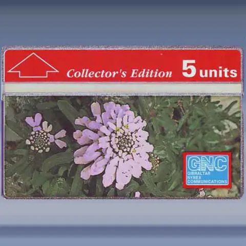 Gibraltar Candytuft (1992)