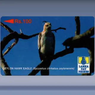 Ceylon Hawk Eagle