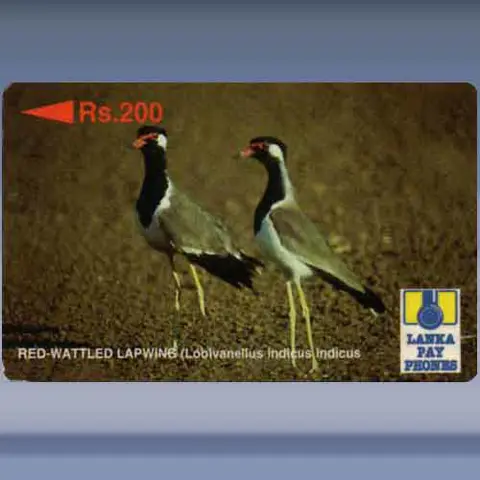Red Wattled Lapwing