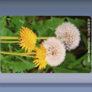 Dandelion (1992)