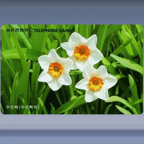Narcissen (1996)