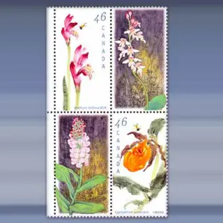 Orchideen (1999)