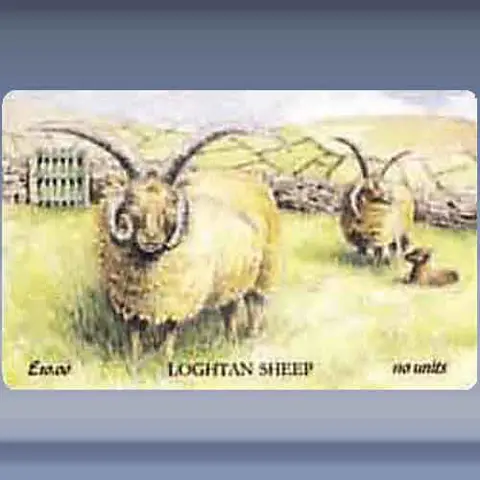 Loghtan Sheep