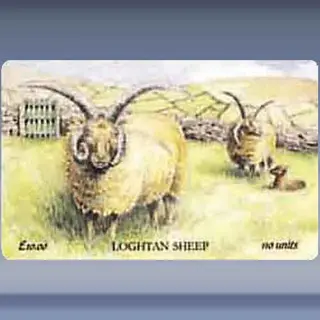 Loghtan Sheep