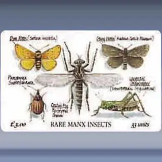 Rare Manx Insects