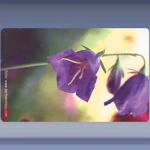 Bloem (1) (2003)