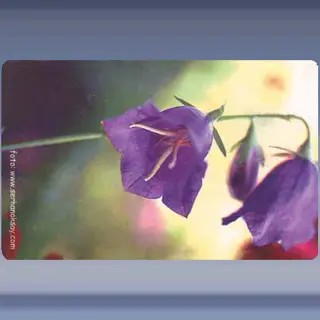 Bloem (1) (2003)