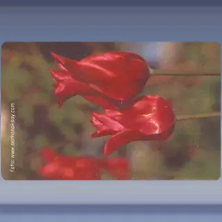 Bloem (3) (2003)