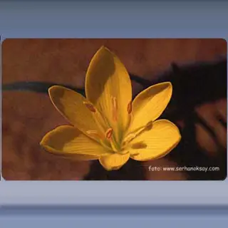 Bloem (5) (2003)