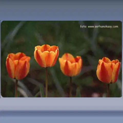 Bloem (6) (2003)