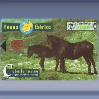Paarden (1997)