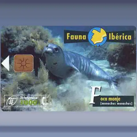 Zeehond (1997)