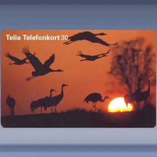 Vogels - Zonsondergang (1997)