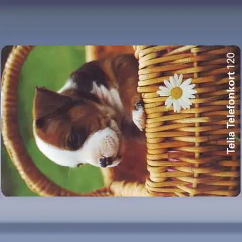 Puppy (1997)
