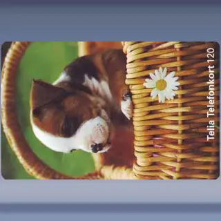 Puppy (1997)