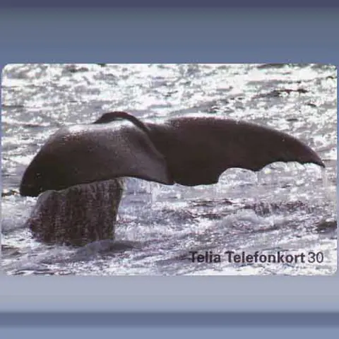 Walvisstaart (1997)