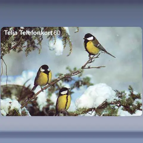 Talgoxar (1998)