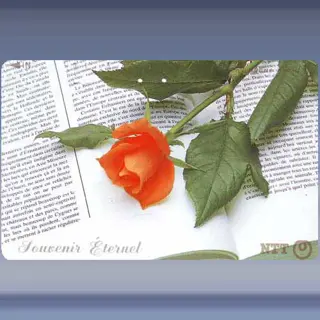 bloemen 0513