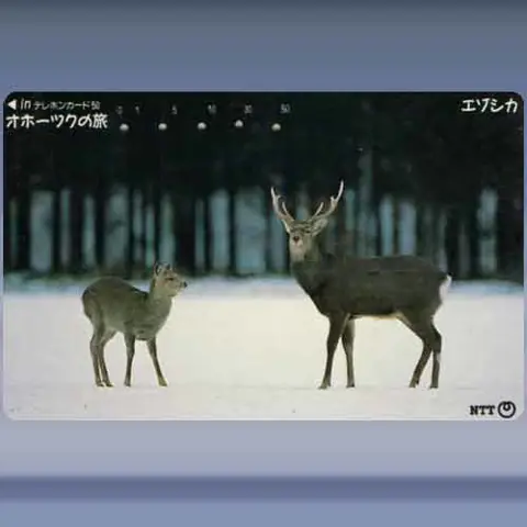 dieren 2518