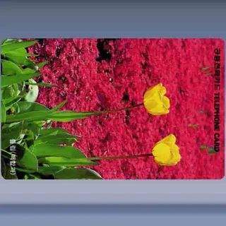 Tulpen (1996)
