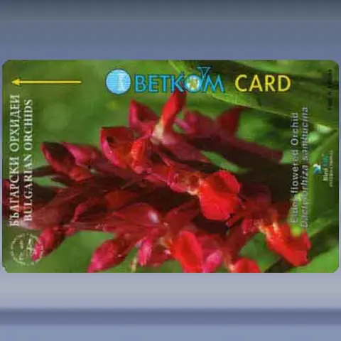 Elder-Flowered Orchid (1996)