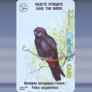 Falco Vespertinus (11-1996)