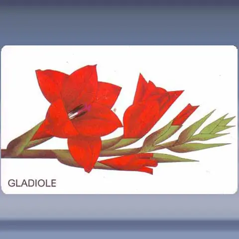 Gladiole (1998)
