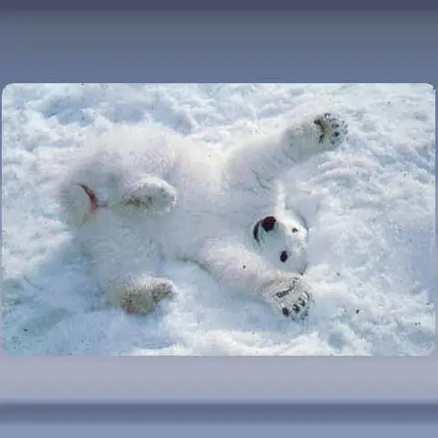 Polarb&auml;r (2002)