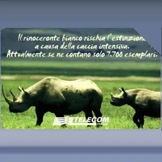 Rinoceronte Bianco (2001)