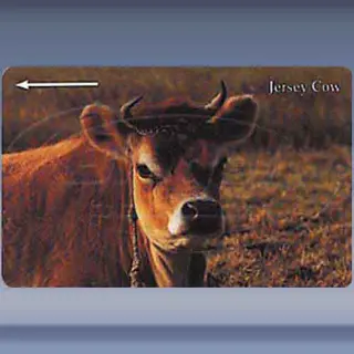 Jersey Cow