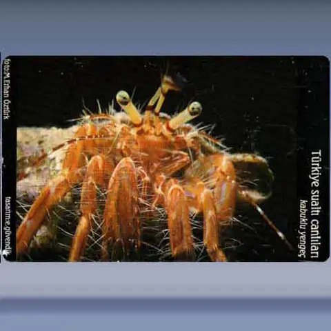 Kabuklu Yengec / Crab (2004)