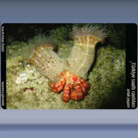 Ortak Yasam / Commun Life (2005)