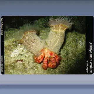 Ortak Yasam / Commun Life (2005)