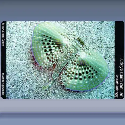 Kanatli Kirlangic / Flying Gurnard (2005)