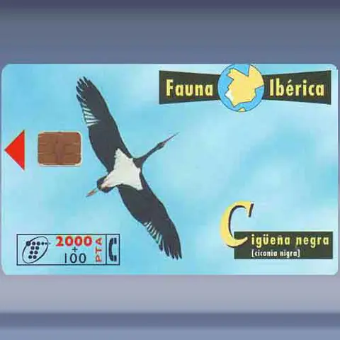 Zwarte ooievaar (1998)