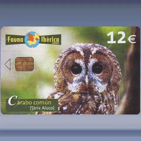 Carabo Comun (05-2005)