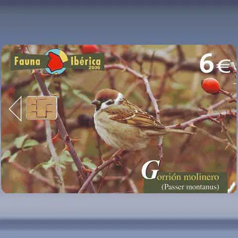 Gorrion Molinero (2006)