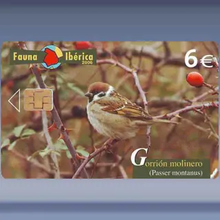 Gorrion Molinero (2006)