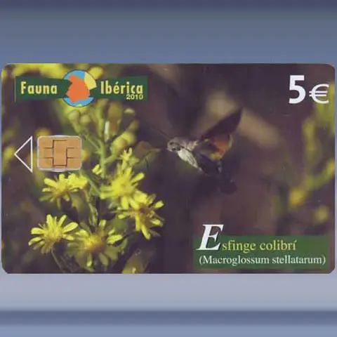 Esfinge colibri (2010)
