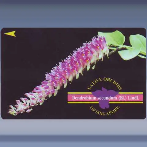 Orchidee, Dendrobium (1995)