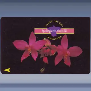 Orchidee, Spotoglottis (1995)